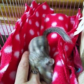 今朝のよん太とみなの動画の画像