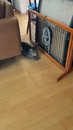 こまねこの記事動画