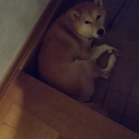 愛犬のゆきちゃんのあくびの画像