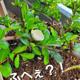おめでとう㊗の画像