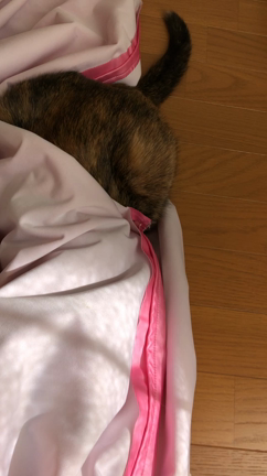 蒸すのにすごくいい季節になりました！の記事動画