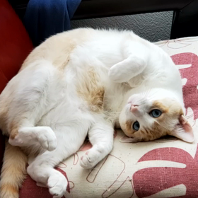 今日の暇猫。の画像
