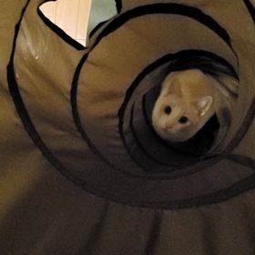 今日の暇猫。の画像