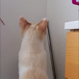 今日の暇猫。の画像