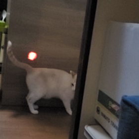 今日の暇猫。の画像