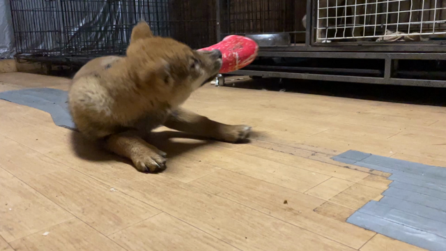 荒浜の海へ・ソラくんとリンちゃんに会いに行く・巣立った子の記事動画