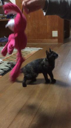 ウーピー（＾ω＾）の記事動画