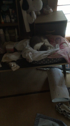 ウーピー（＾ω＾）の記事動画