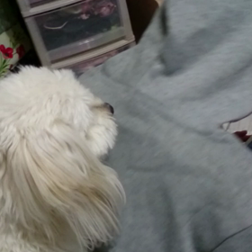 #じゃれる犬の画像