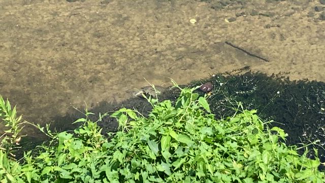７／２３　　いきものずかんの記事動画