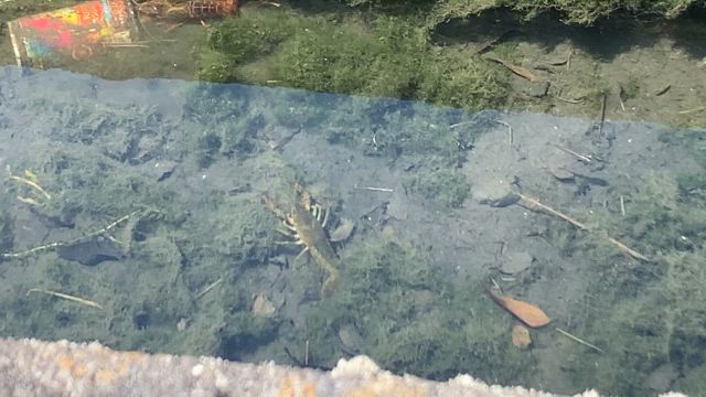 ７／２３　　いきものずかんの記事動画