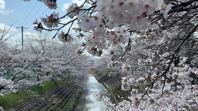 近所でお花見①の記事動画