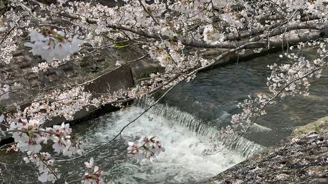 近所でお花見①の記事動画