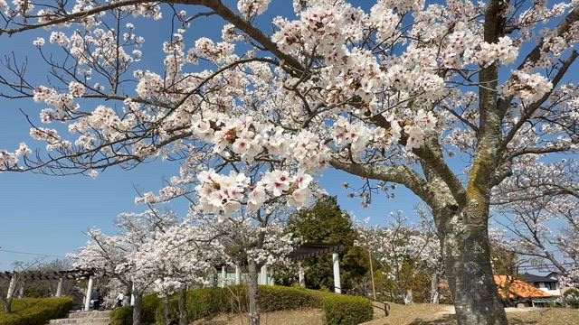 近所でお花見②の記事動画