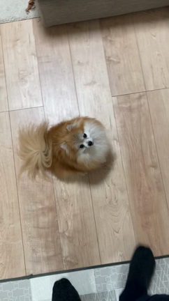 あほ犬の記事動画
