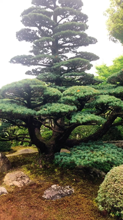4月神社ツアー☆ヤマブキの綺麗な松尾大社､月読神社､鈴虫寺ほか参拝レポの記事動画