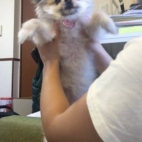 スリラーごっこの画像