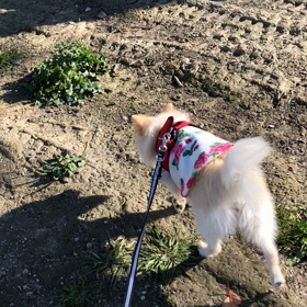 楽しくお散歩の画像