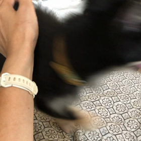 大興奮！！パブロのオモチャは・・・の画像