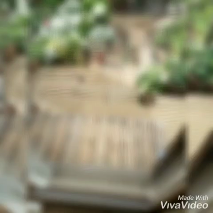 庭の花の記事動画