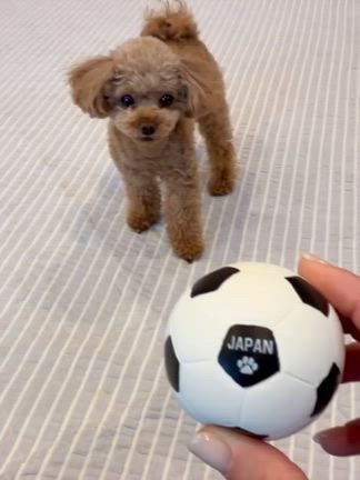 愛犬の記事動画