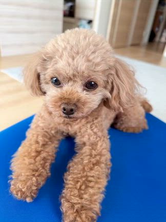 愛犬の記事動画