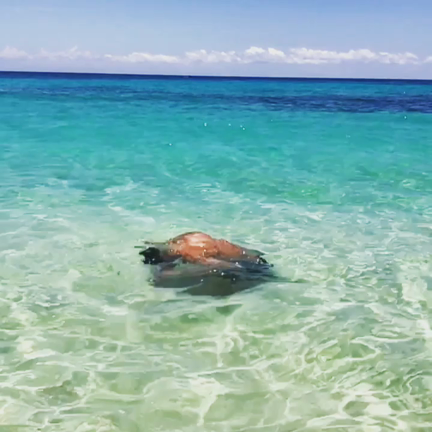 海にての記事動画