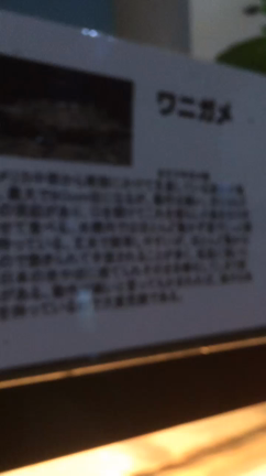 打ち上げという名の旅行の記事動画