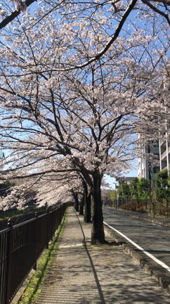 八王子みなみ野にも春がきましたの記事動画