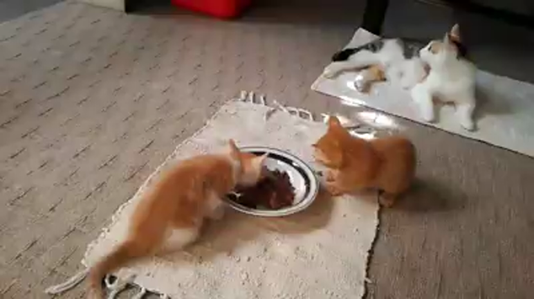 エスパーこころちゃんの記事動画