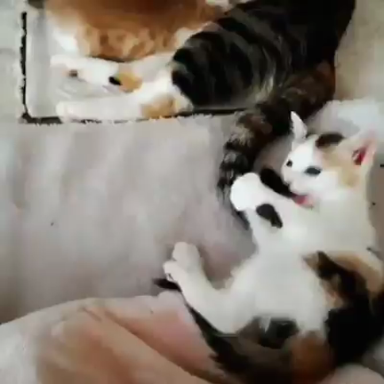 エスパーこころちゃんの記事動画
