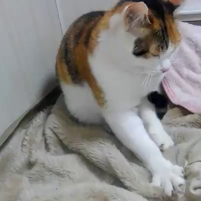 今、電車が遅れてまして帰宅途中です　最後に癒し動画ありの記事動画