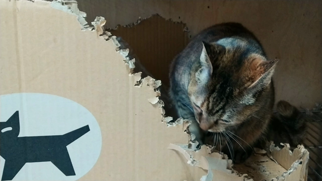 愛猫　天奈ちゃんの癖の記事動画