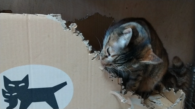 愛猫　天奈ちゃんの癖の記事動画