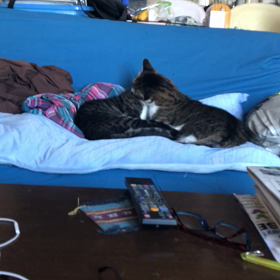 猫の画像