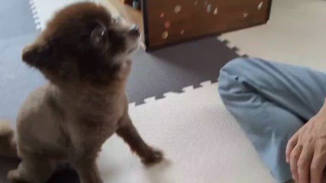 はやっている動画を再現♪の記事動画