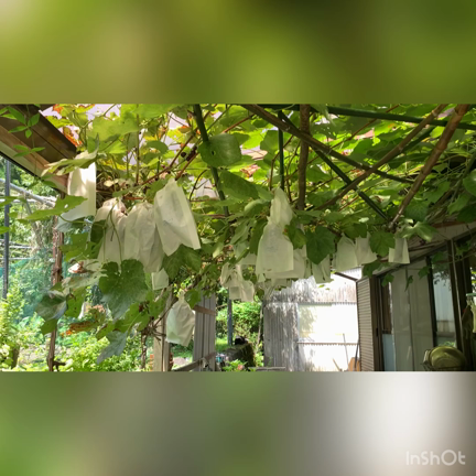 夏に食するネバネバ3兄弟！の記事動画