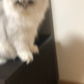 いらないょの画像