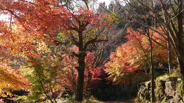 今朝の紅葉の記事動画