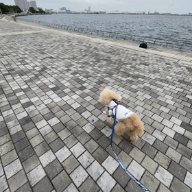 激走！の画像