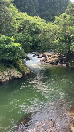 ヨスケ。の田植えその後のの記事動画