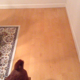 動画貼り付けテストの画像