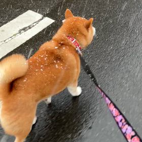 雪だー！！の画像