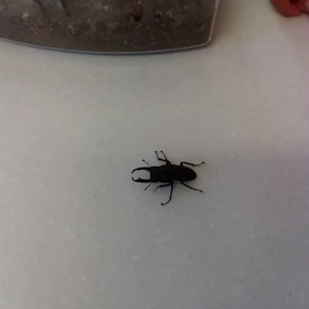 クワガタ虫の画像