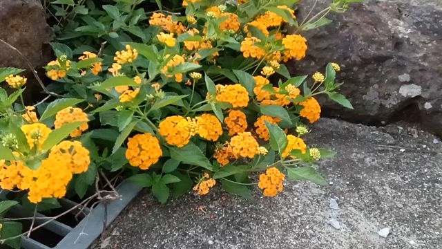 7/8ファイト！とお弁当の記事動画
