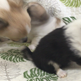 チワワ動画②❤️の画像