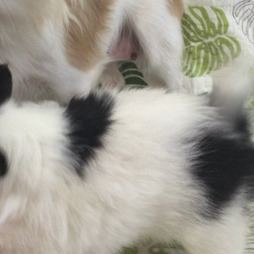 チワワ動画①❤️の画像