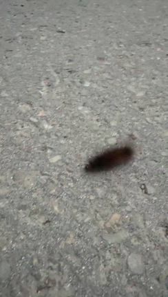 Vol.40【シロヒトリ】縁起がいいですねぇ。とてもありがたい配色ですよぉ。の記事動画