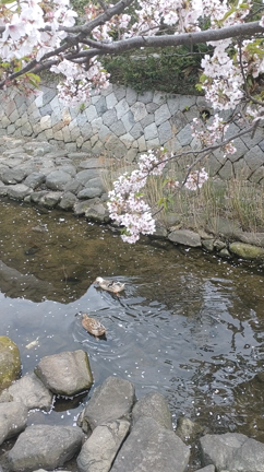 お花見散歩＆散りゆく桜・・・の記事動画