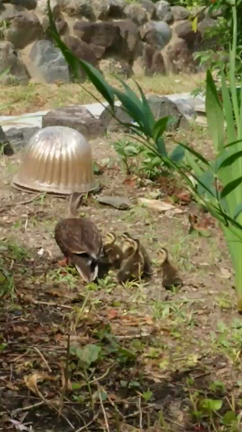 ホッコリ(*ฅ́˘ฅ̀*)♡｡:°ஐ..♡*の記事動画